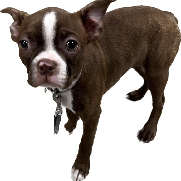 Meet your Posher, C - Picture 1 of 1